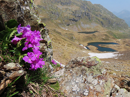 Laghi di Ponteranica dai Piani dell’Avaro con splendide fioriture – 9 giugno 25 - FOTOGALLERY